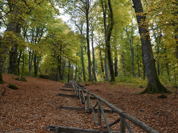 Goditi degli Attimi nella Natura nella Faggeta